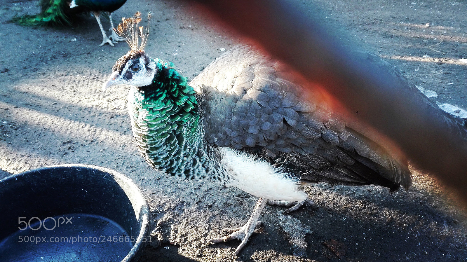 HUAWEI P8 Lite sample photo. Peacock photography