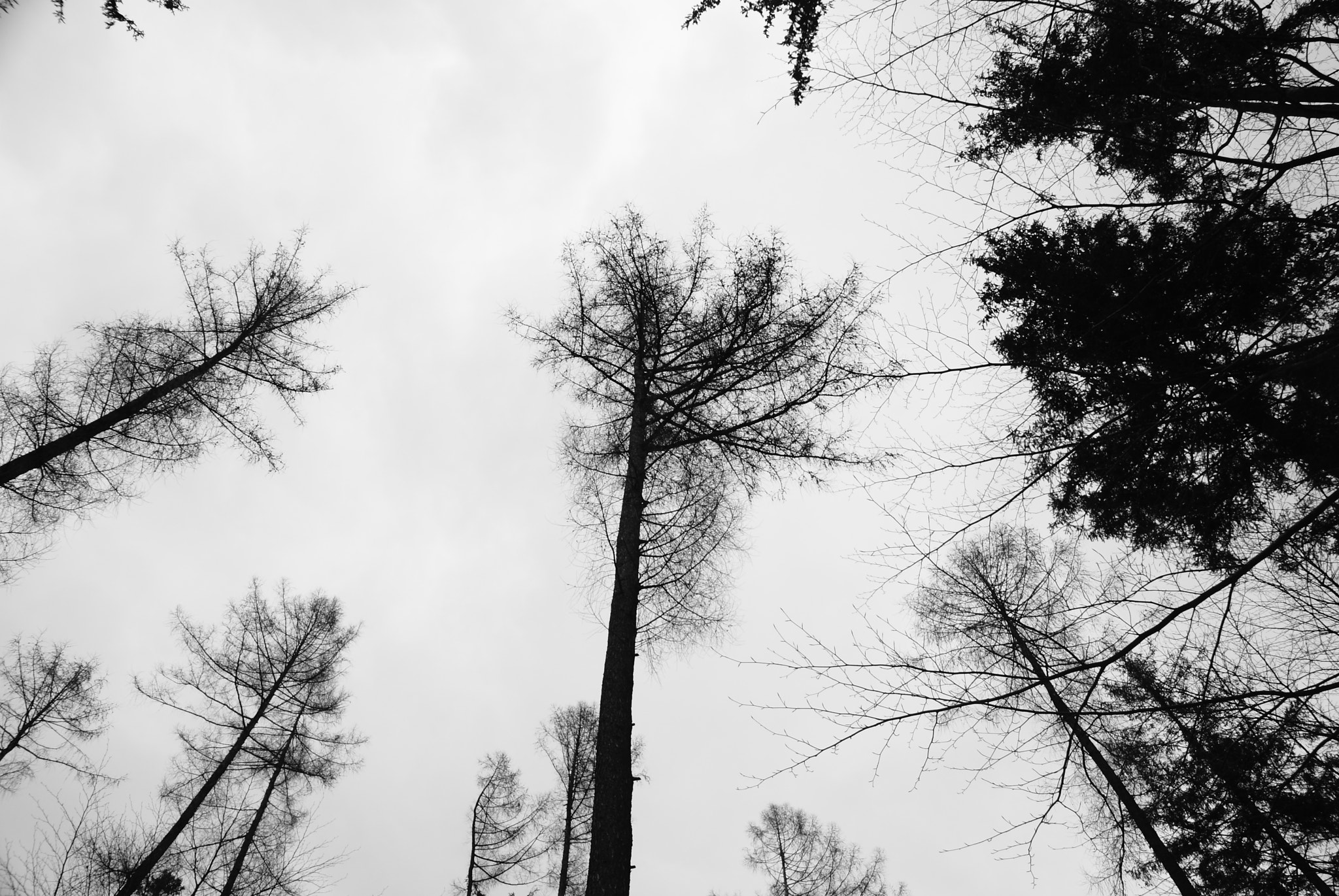 Tamron 18-270mm F3.5-6.3 Di II PZD sample photo. Tree crowns photography