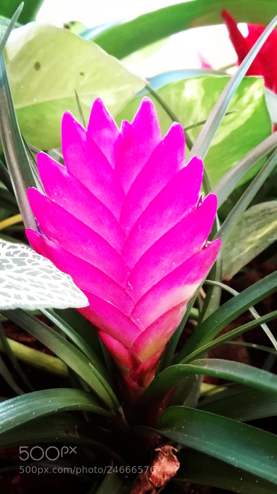 HUAWEI P8 Lite sample photo. Untitled photography