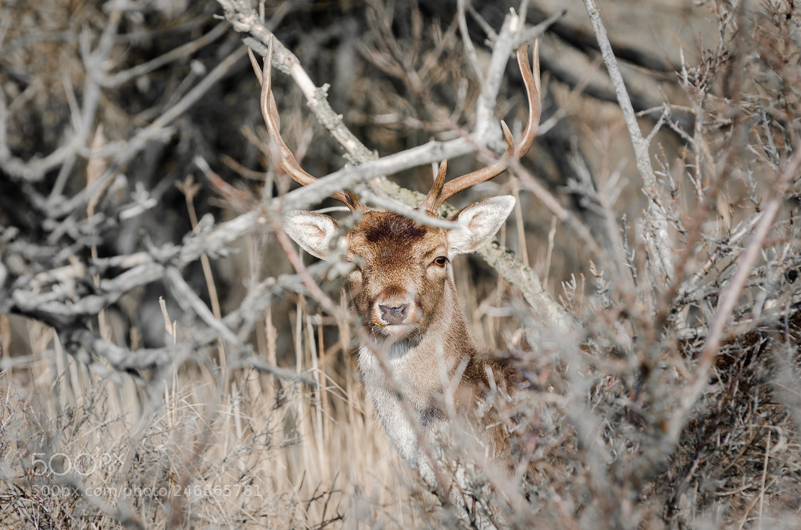 Nikon D7000 sample photo. Deer hiding photography
