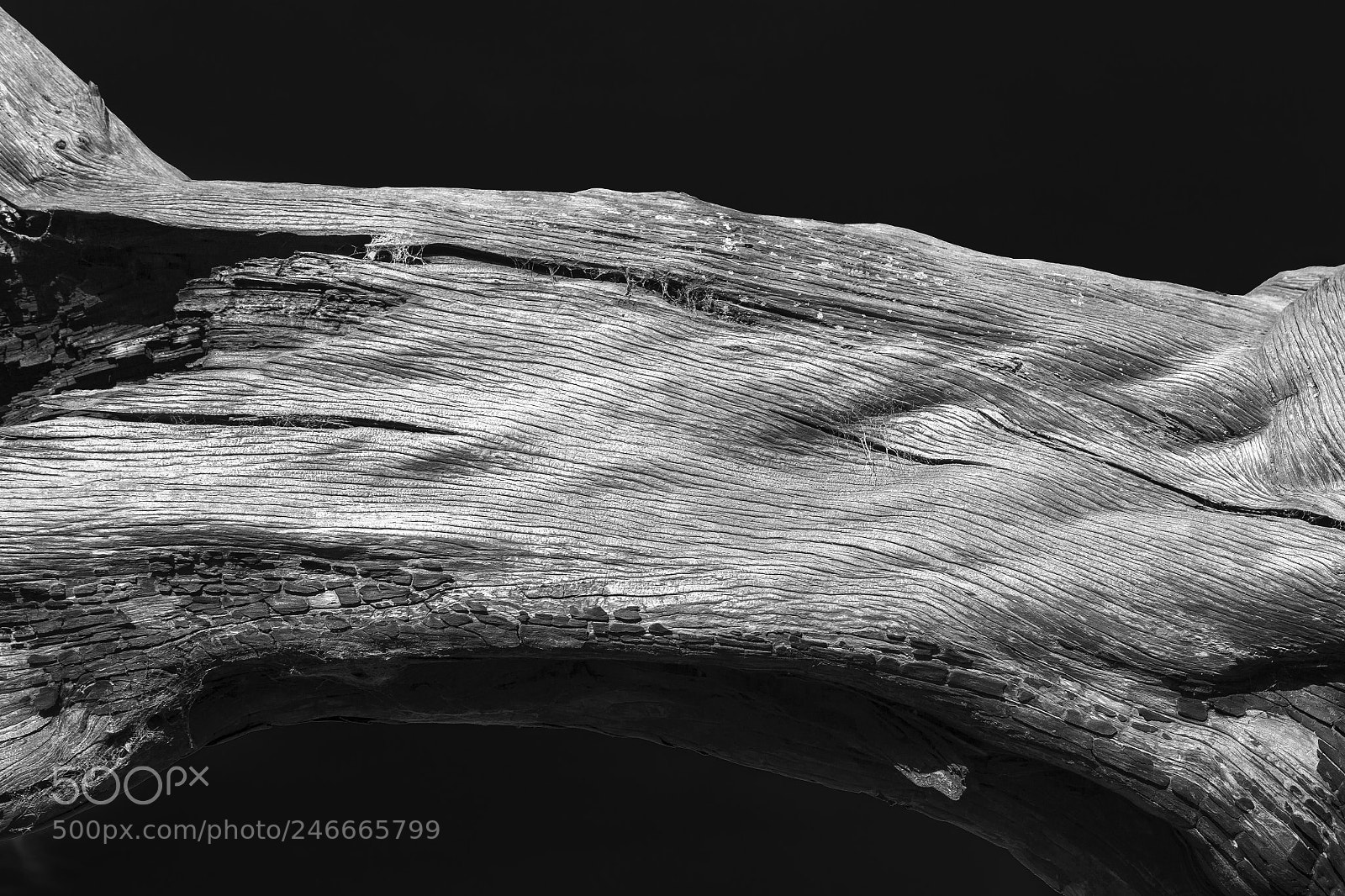 Canon EOS 50D sample photo. Texture of nature photography