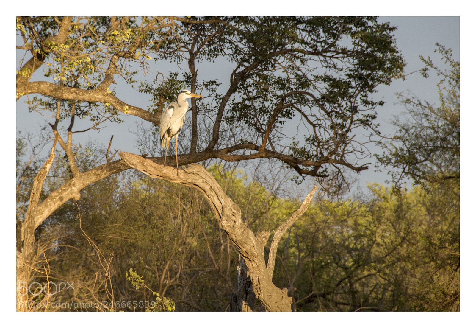Nikon D3200 sample photo. Grey heron photography