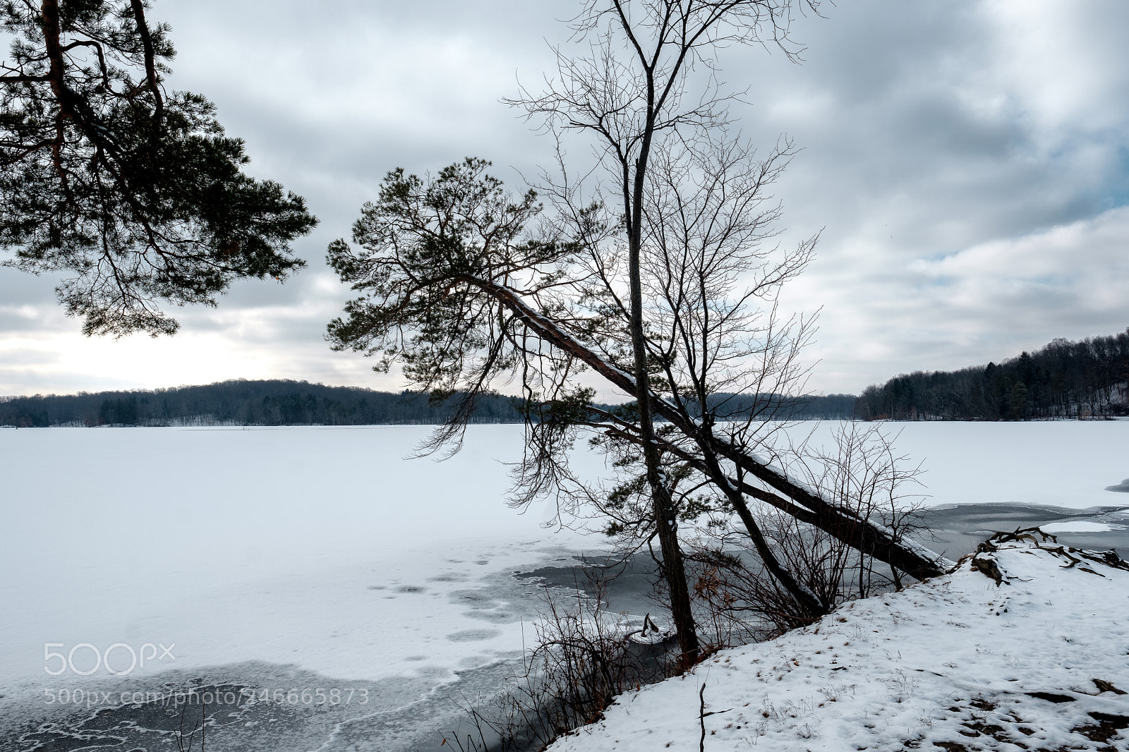 Fujifilm X-T2 sample photo. Leaning tree photography