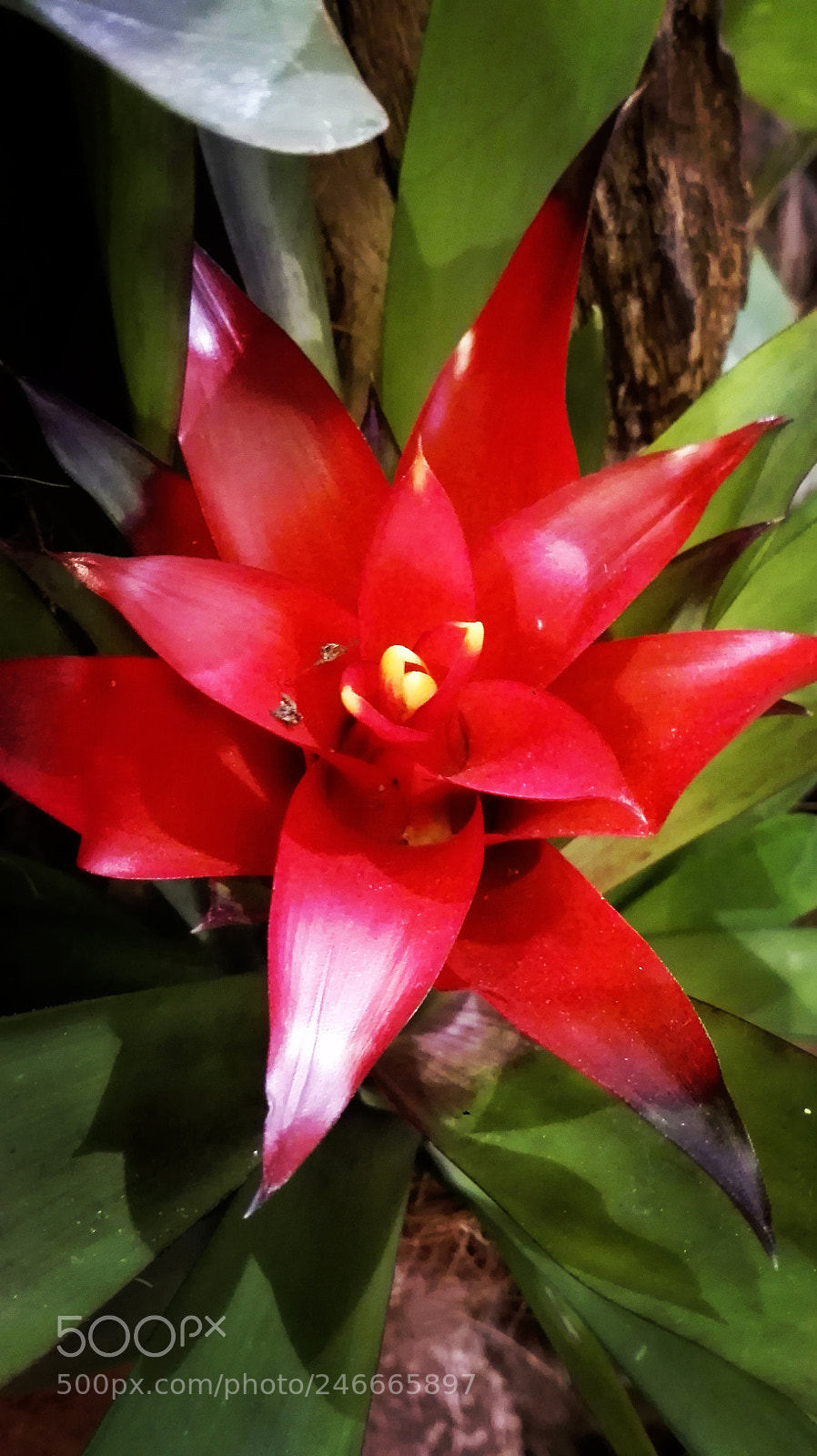 HUAWEI P8 Lite sample photo. Untitled photography