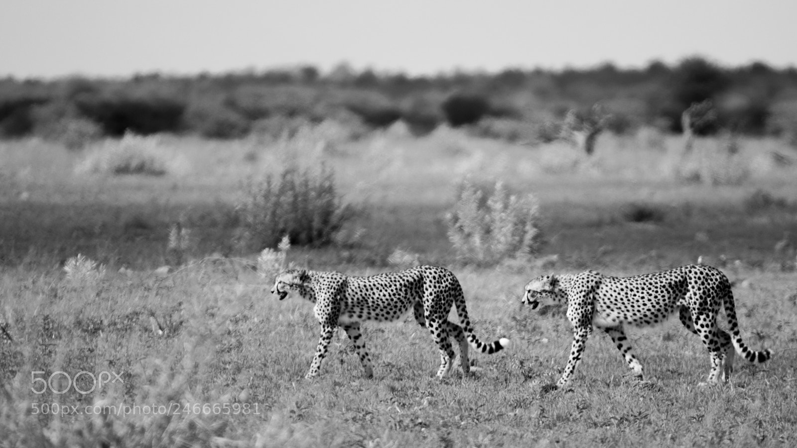 Canon EOS 7D Mark II sample photo. Cheetah plains photography