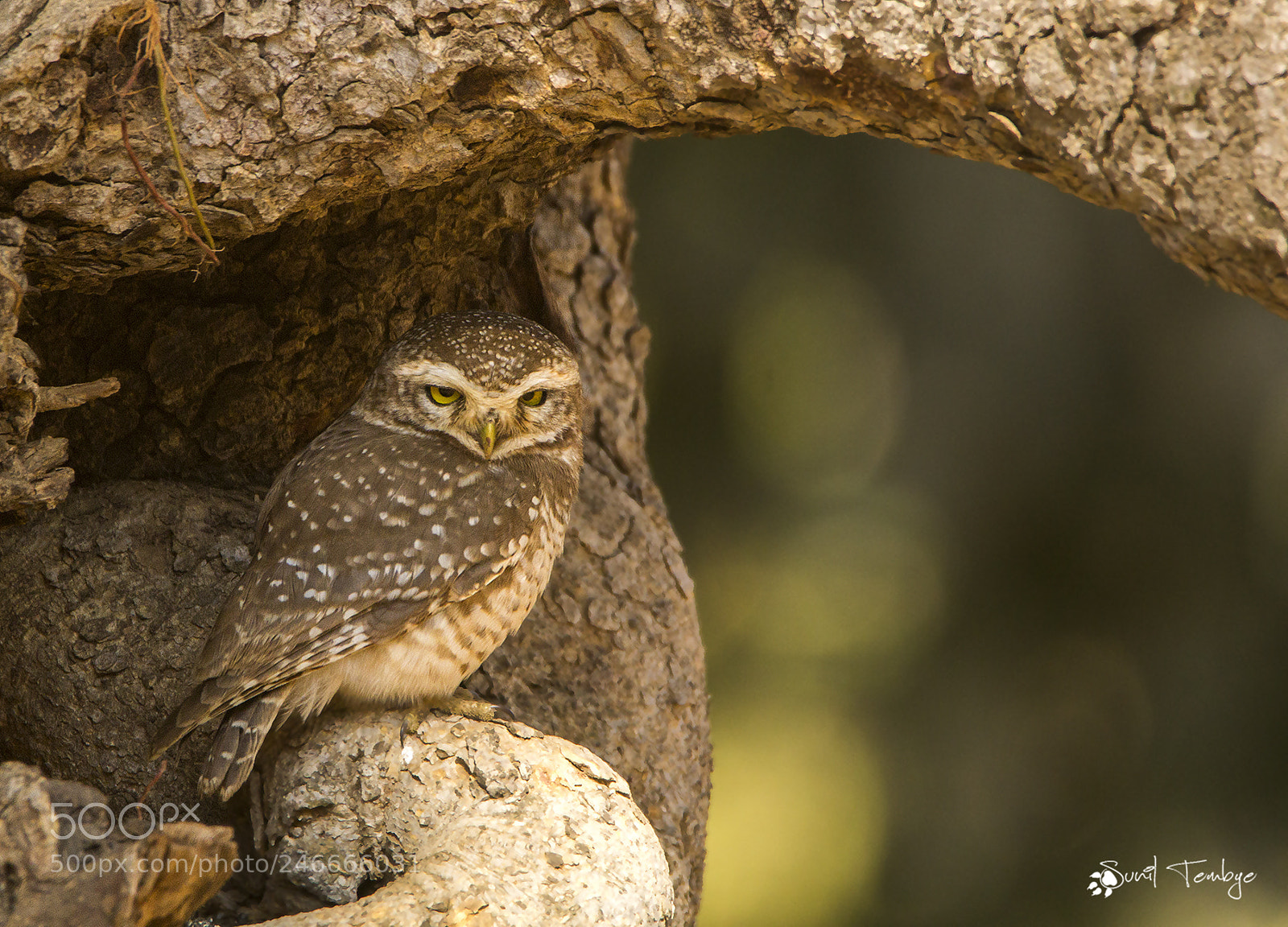 Canon EOS 60D sample photo. Jungle owlet photography