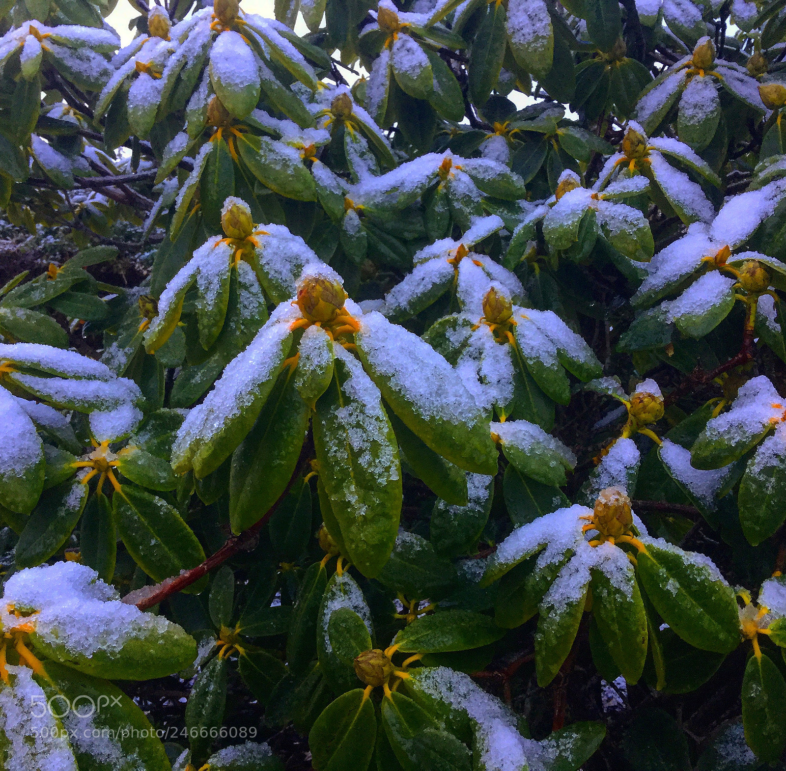 Apple iPad Air 2 sample photo. Rare california snowfall! photography