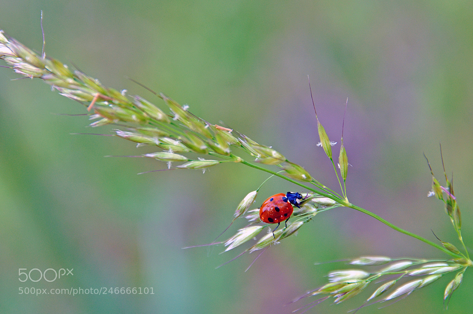 Nikon D90 sample photo. Lady red... photography