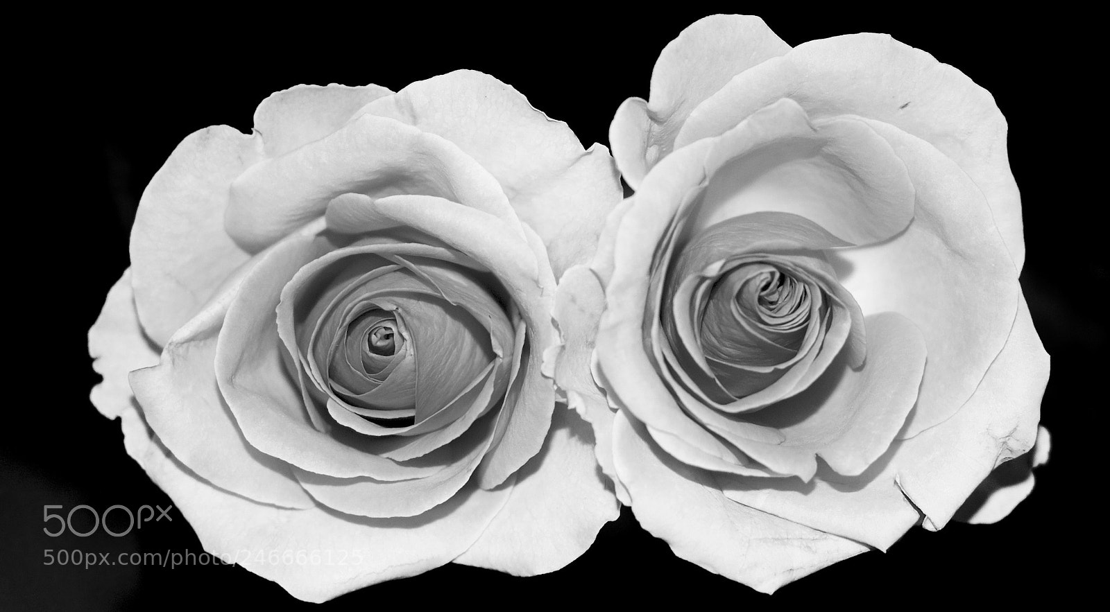 Nikon D5300 sample photo. Roses, black and white photography