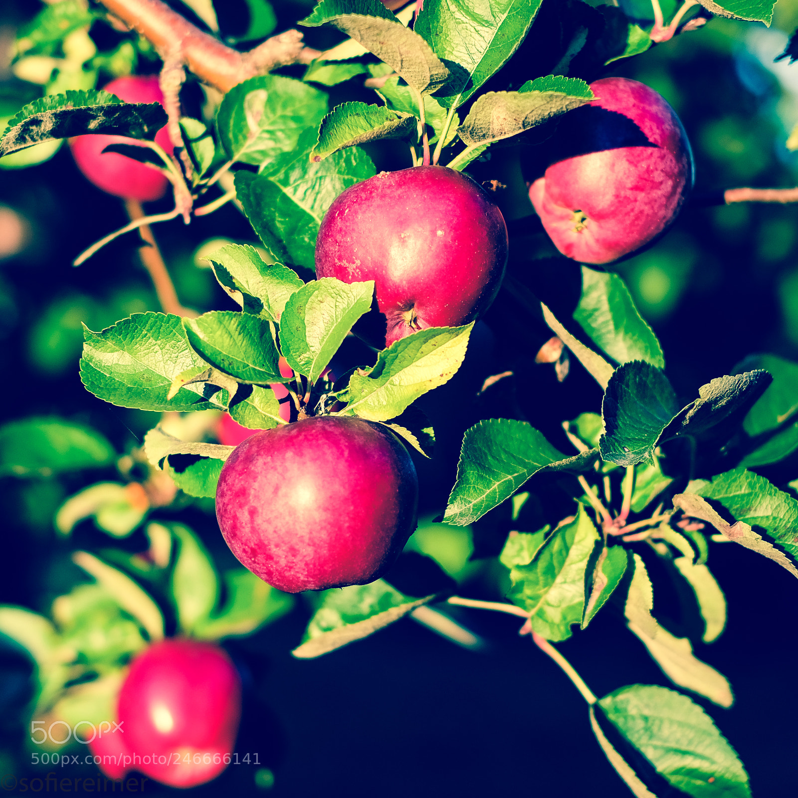 Fujifilm X-T2 sample photo. Apples photography