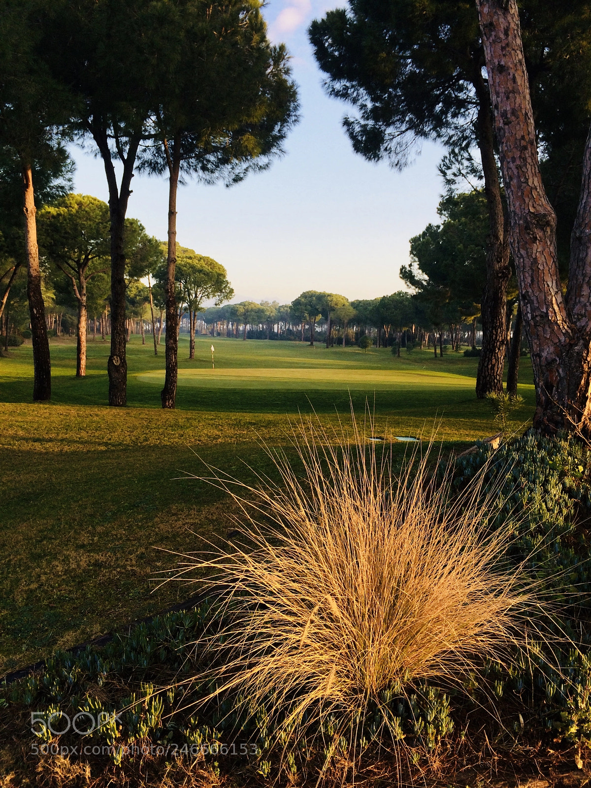 Apple iPhone 5s sample photo. Morgensonne am golfplatz photography