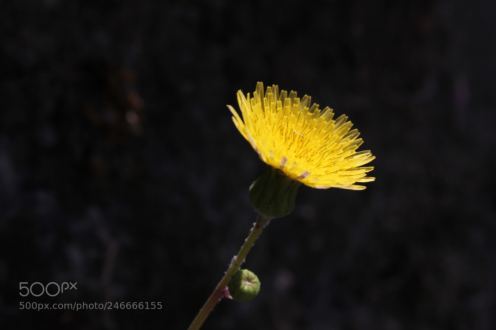 Canon EF-S 18-55mm F3.5-5.6 IS sample photo. Dandy flower photography