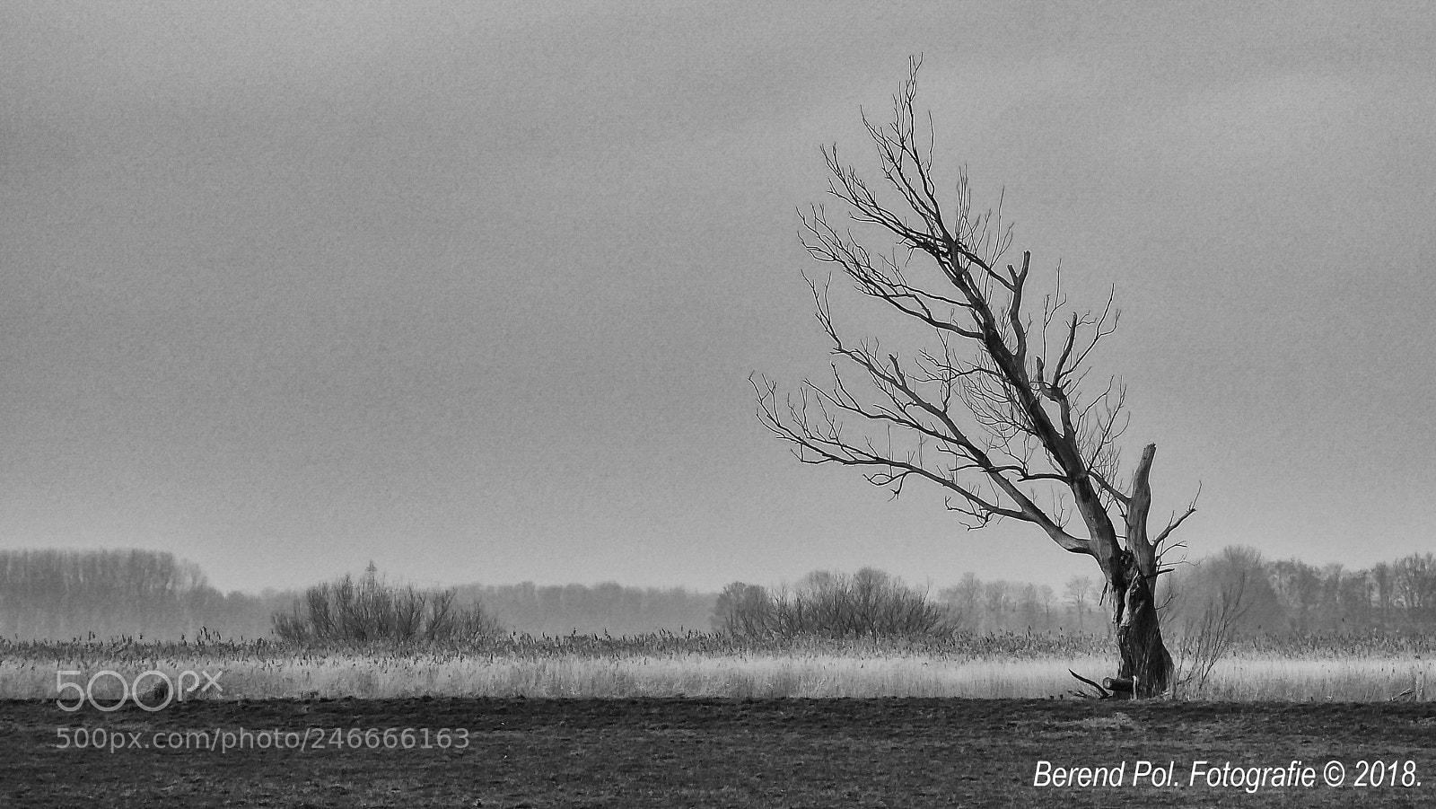 Panasonic Lumix DMC-ZS50 (Lumix DMC-TZ70) sample photo. Dead tree photography