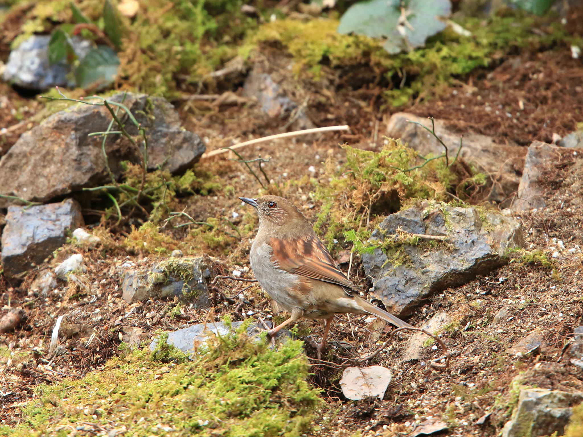 Canon EOS 7D Mark II + Canon EF 400mm F2.8L IS USM sample photo. Japanese accentor  カヤクグリ photography