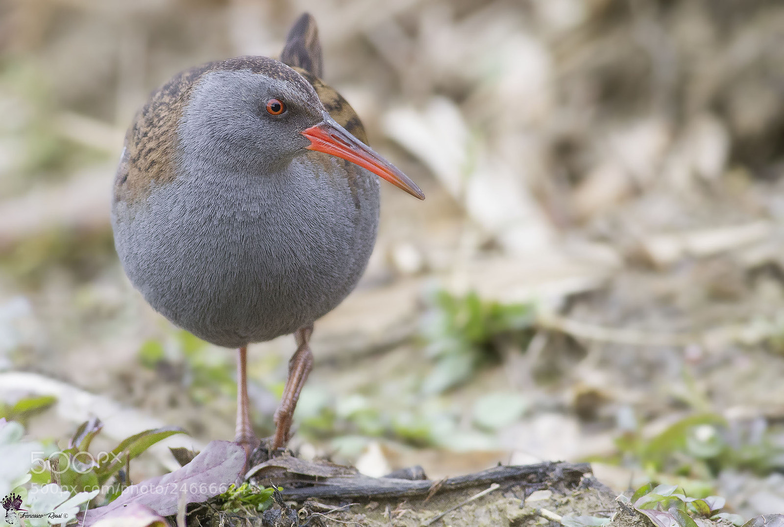 Canon EOS 7D sample photo. Water rail, porciglione photography