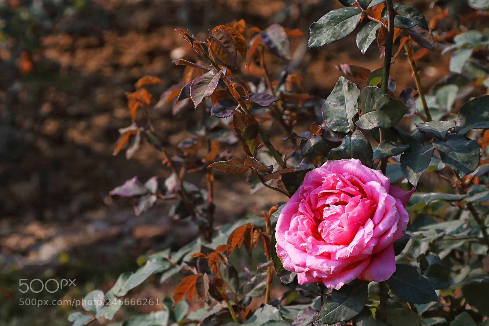 Canon EOS 750D (EOS Rebel T6i / EOS Kiss X8i) sample photo. Untitled photography