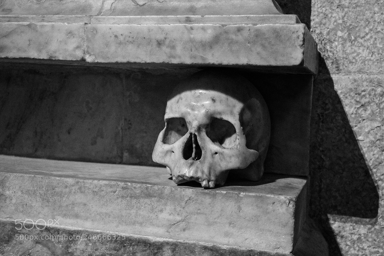 Nikon D3100 sample photo. An old skull lying photography