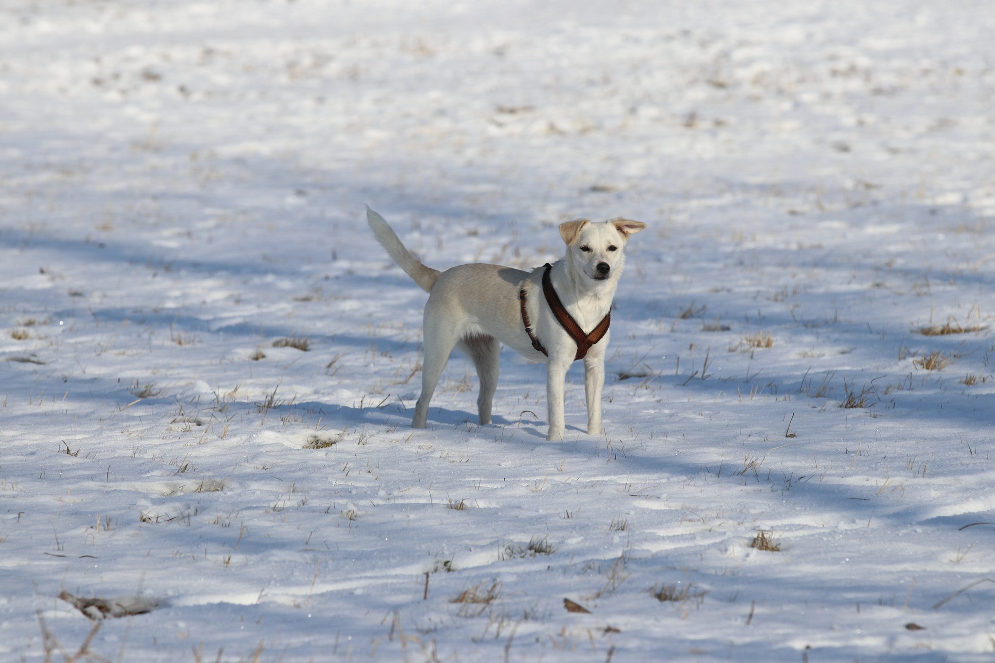 Canon EF 70-200mm F2.8L IS II USM sample photo. By-tor or snowdog? photography