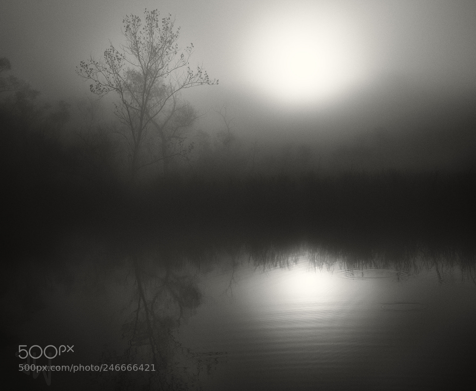 Nikon D610 sample photo. Misty sunrise photography