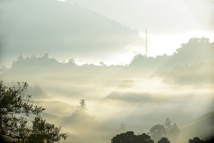 Nikon D610 sample photo. Cameron highlands boh in photography