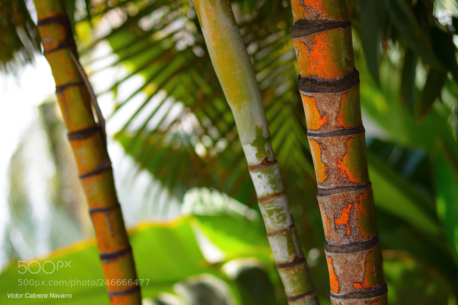 Nikon D3200 sample photo. Bambú photography