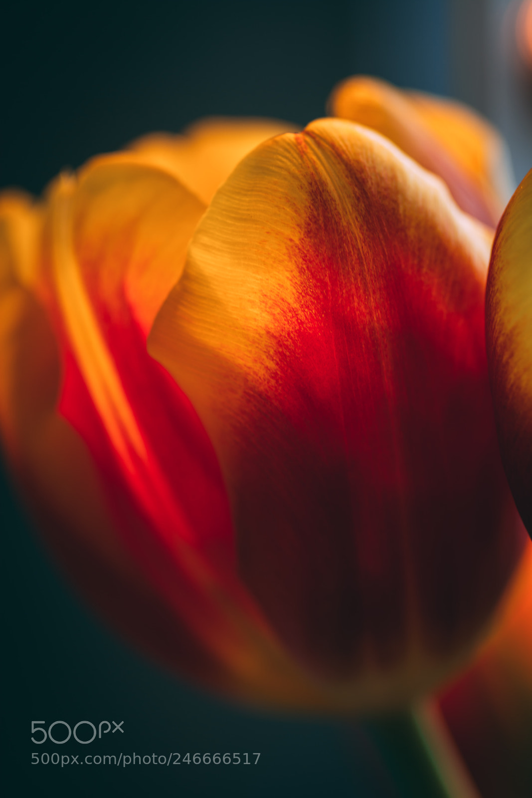 Nikon D7100 sample photo. Tulips photography