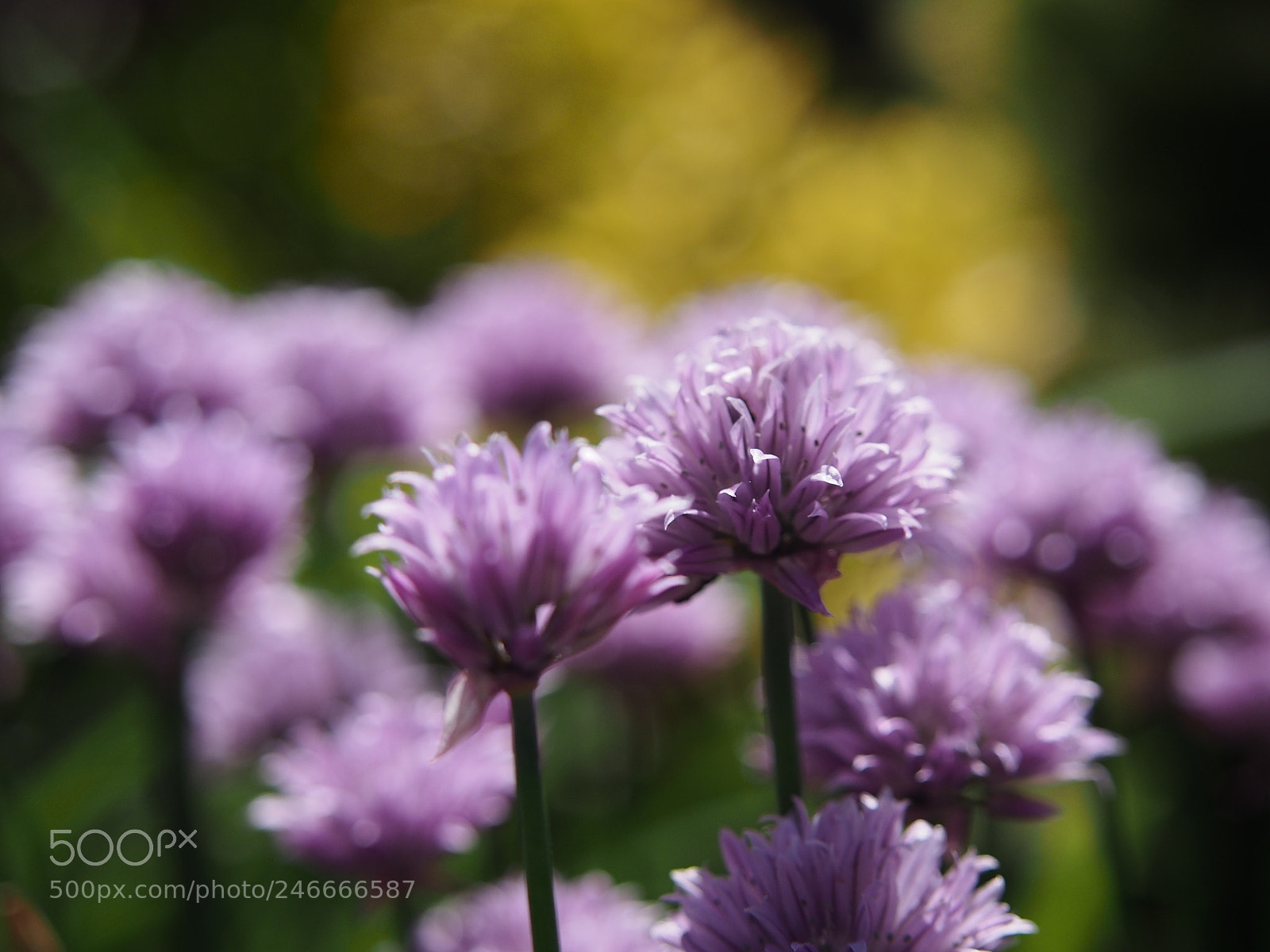 Olympus PEN E-PL5 sample photo. Violet flowers of ornamental photography