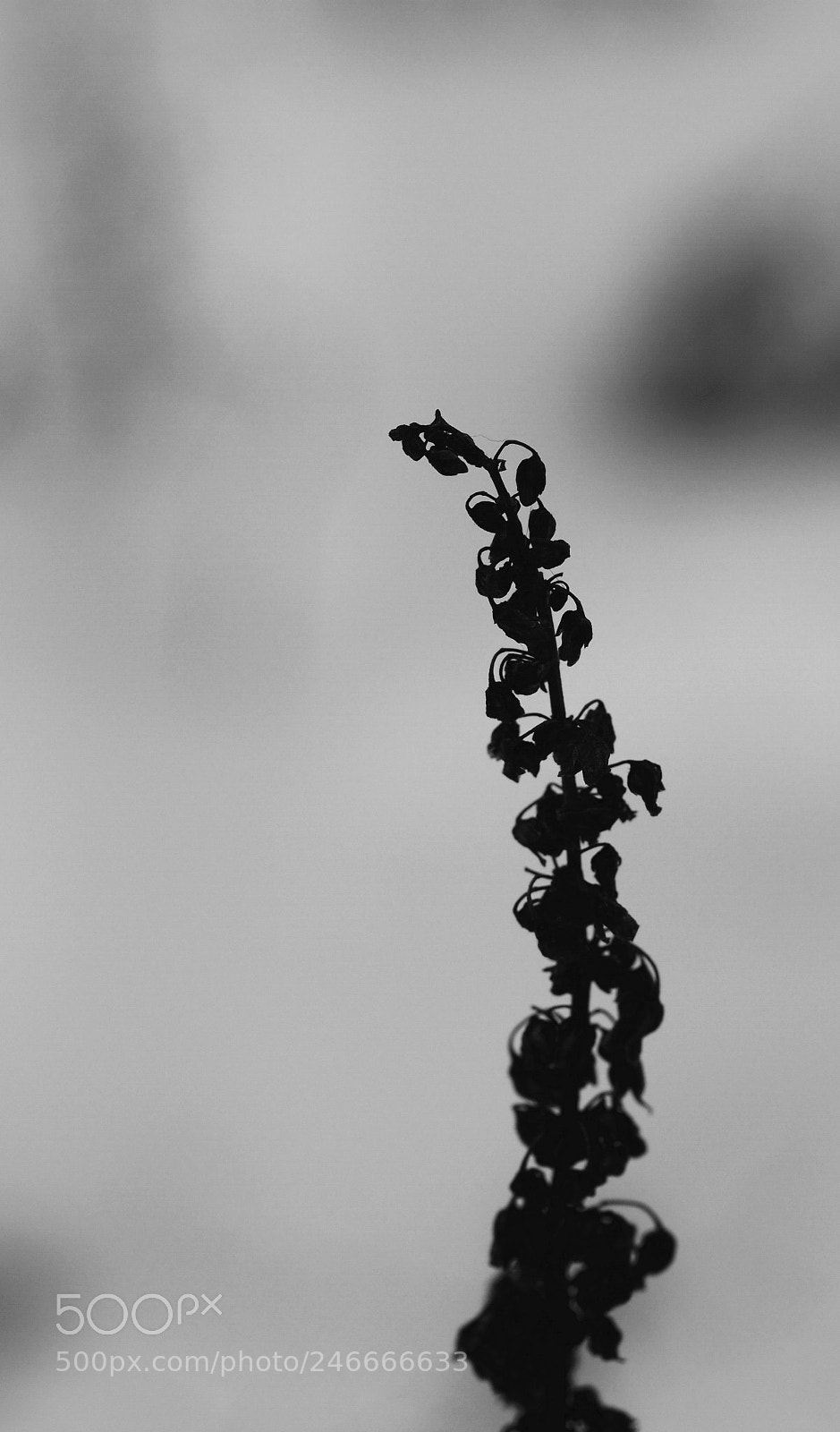 Olympus OM-D E-M10 II sample photo. Dreamlike sihlouette photography
