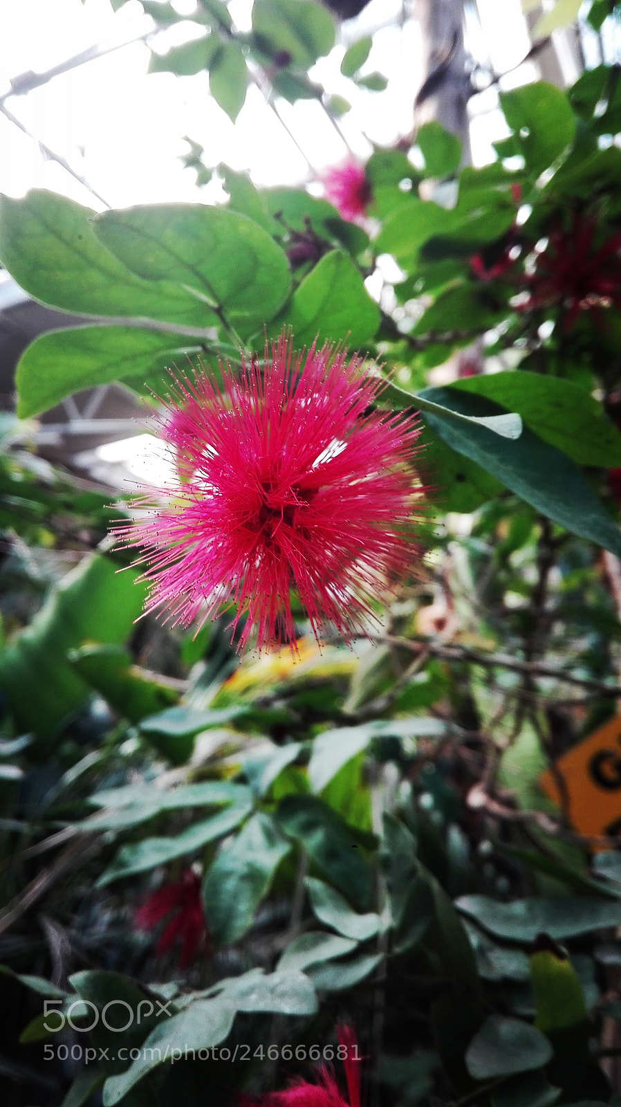 HUAWEI P8 Lite sample photo. Untitled photography