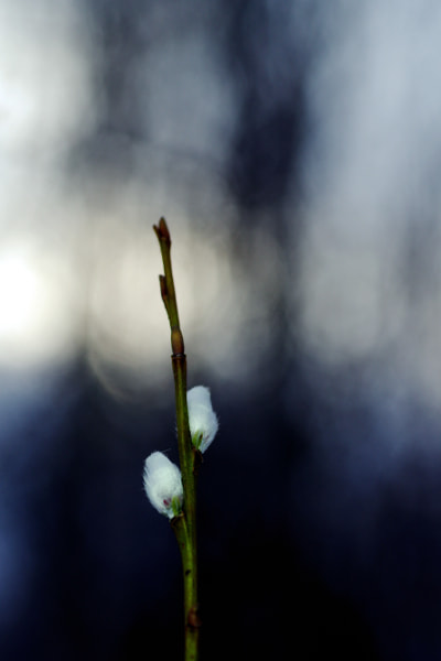 Pentax K-3 II + Tamron SP AF 90mm F2.8 Di Macro sample photo. Willow photography