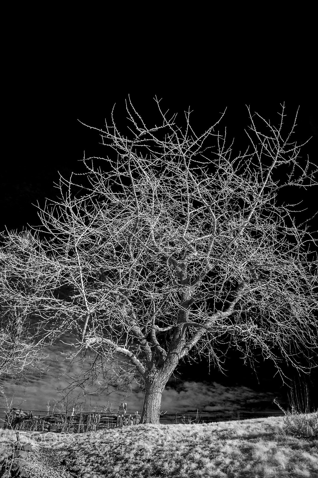 Canon EOS 500D (EOS Rebel T1i / EOS Kiss X3) sample photo. Ghost tree i photography