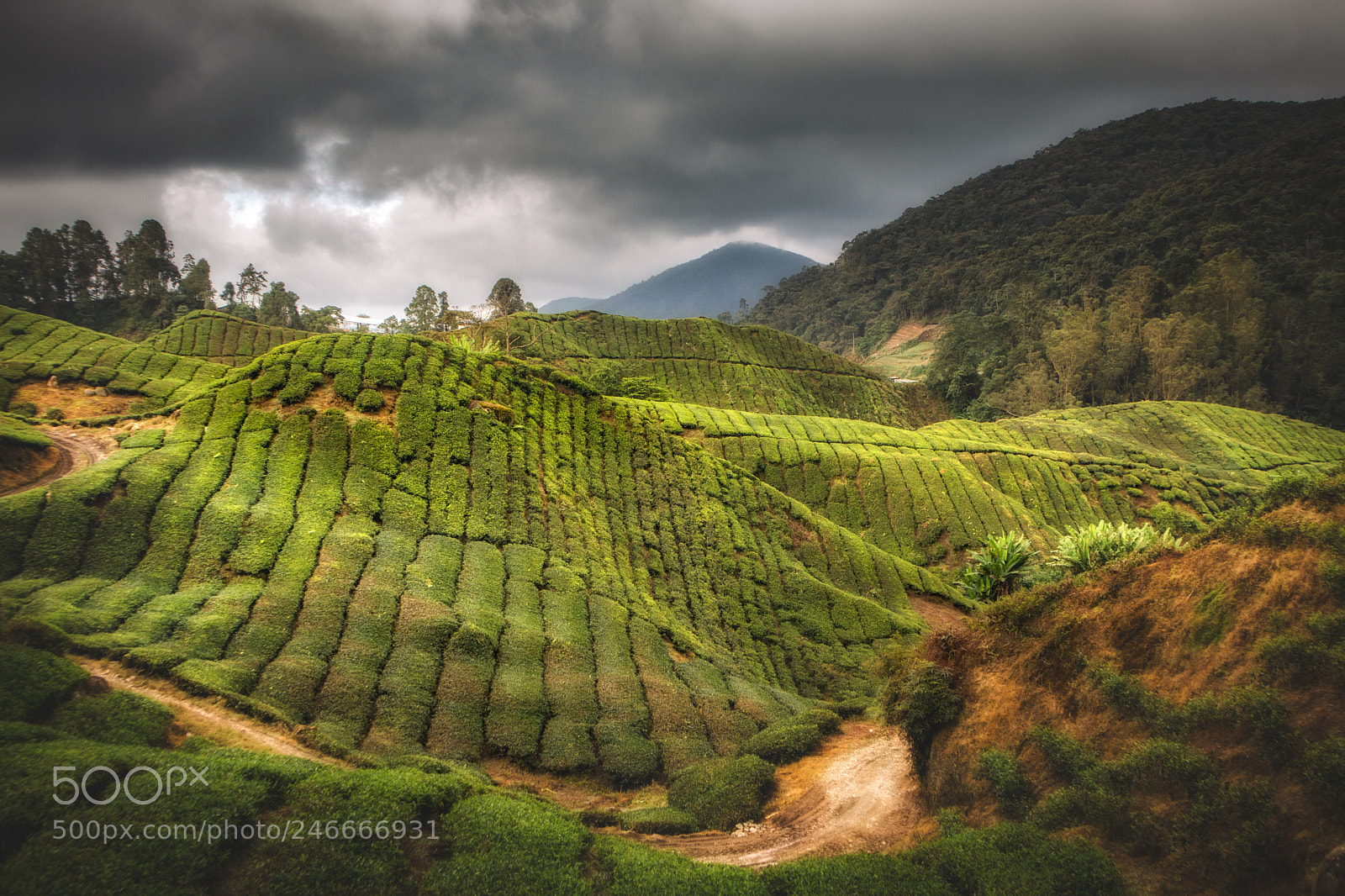 Canon EOS M6 sample photo. Tea plantation photography