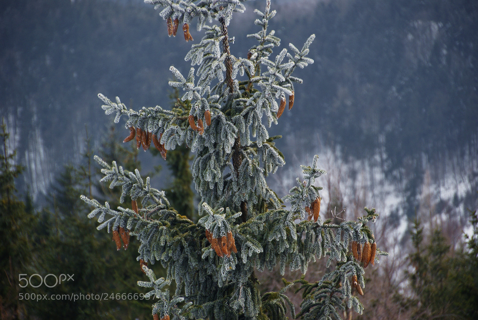 Sony Alpha DSLR-A230 sample photo. Cones photography