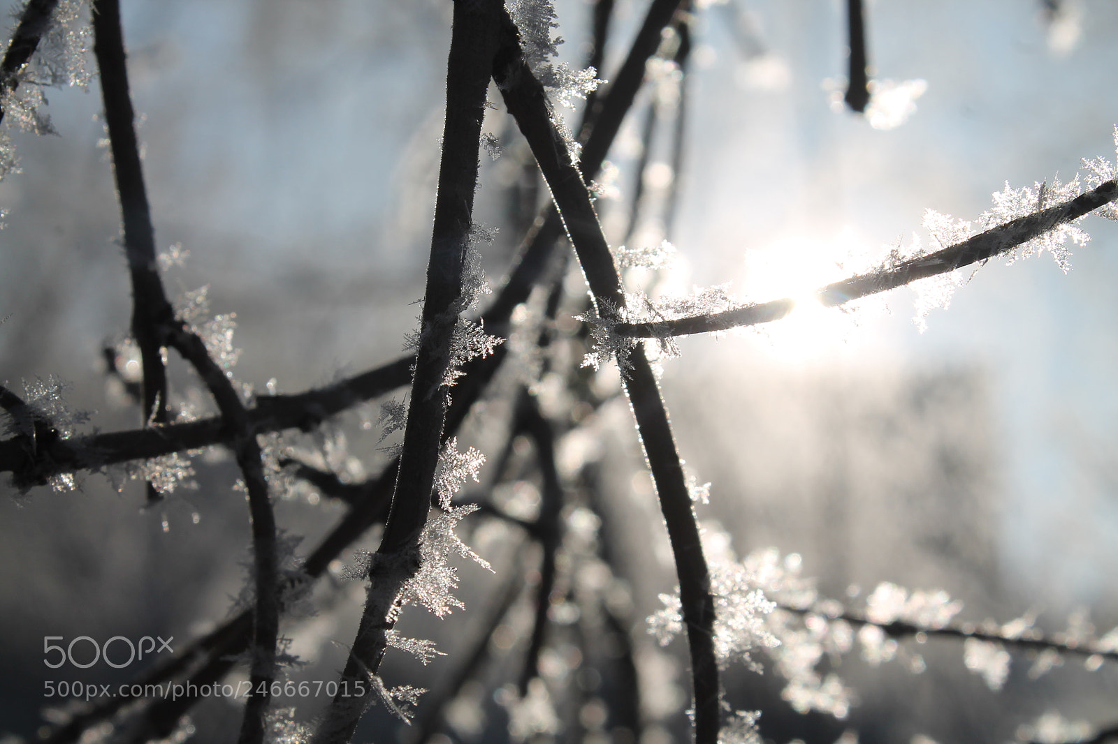 Canon EOS 1100D (EOS Rebel T3 / EOS Kiss X50) sample photo. Сool photography
