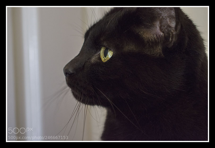 Nikon D7200 sample photo. Untitled photography