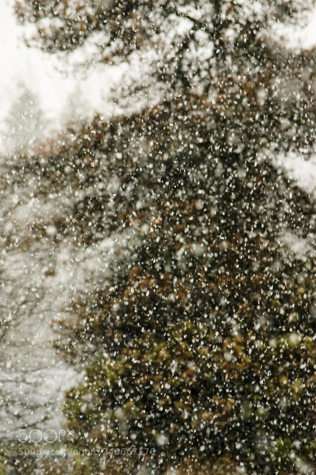 Nikon D3100 sample photo. Snow impression photography