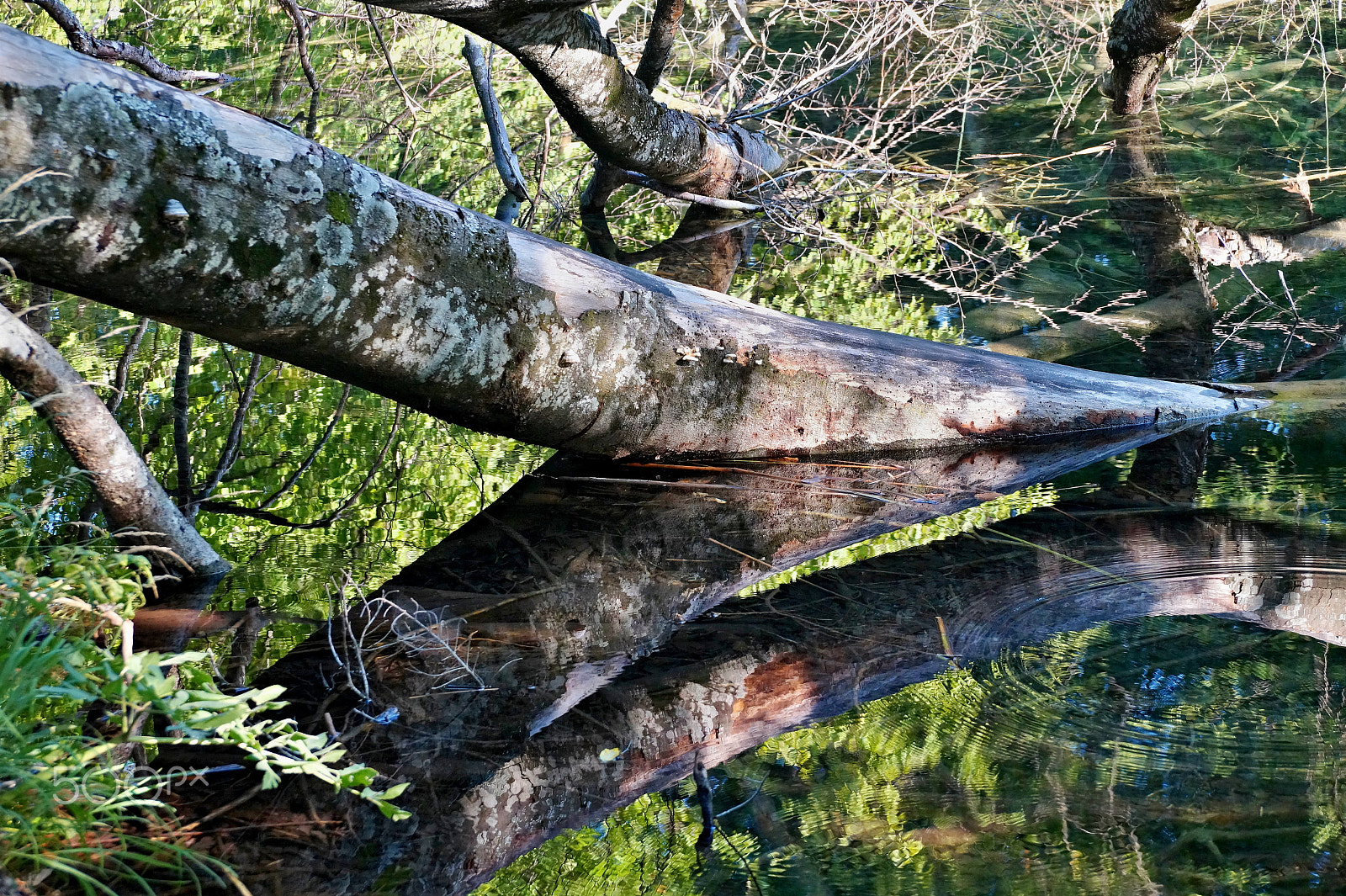 Sony DT 18-135mm F3.5-5.6 SAM sample photo. Copycat photography