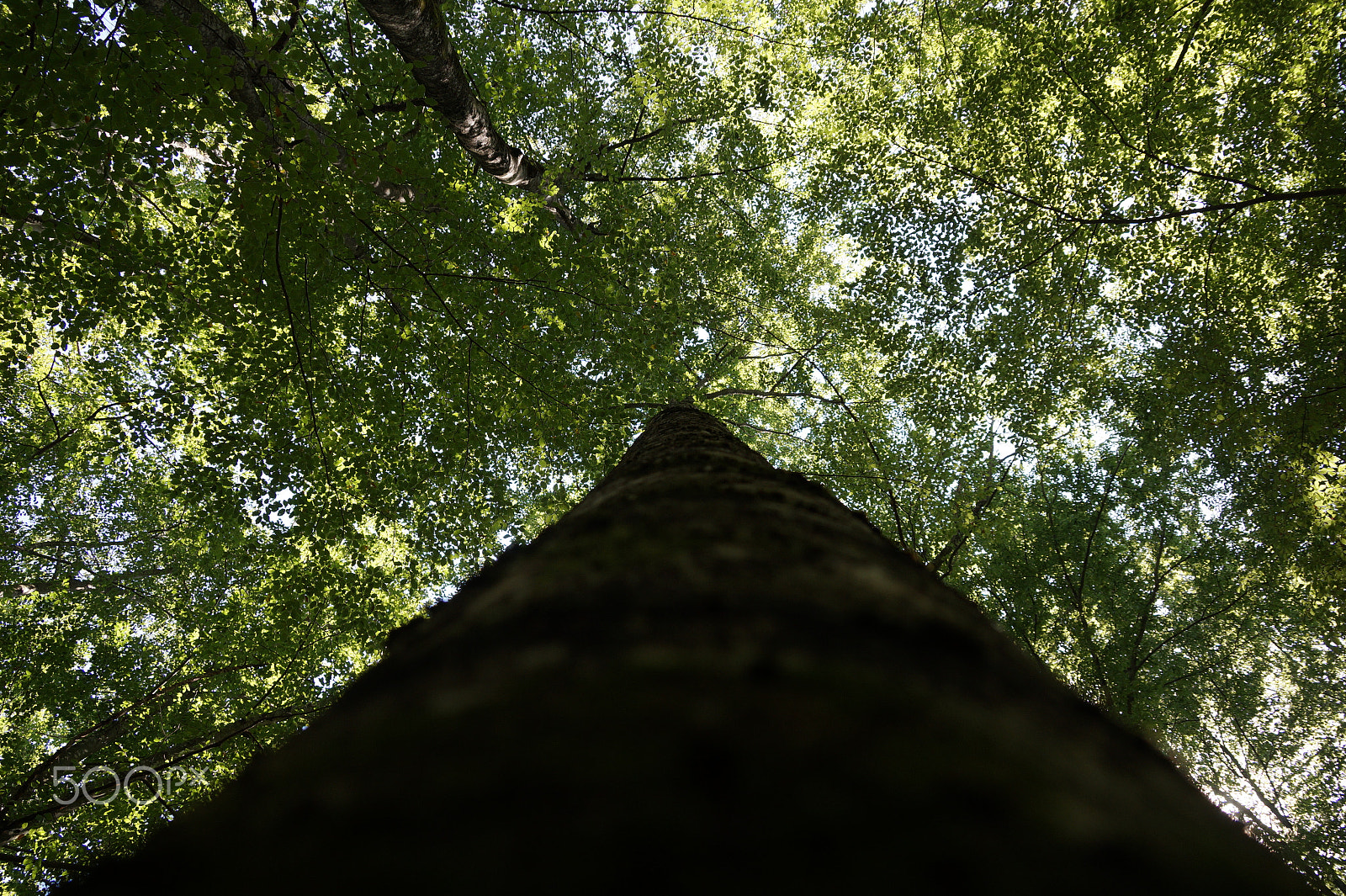 Sony DT 18-135mm F3.5-5.6 SAM sample photo. Leaved sky photography