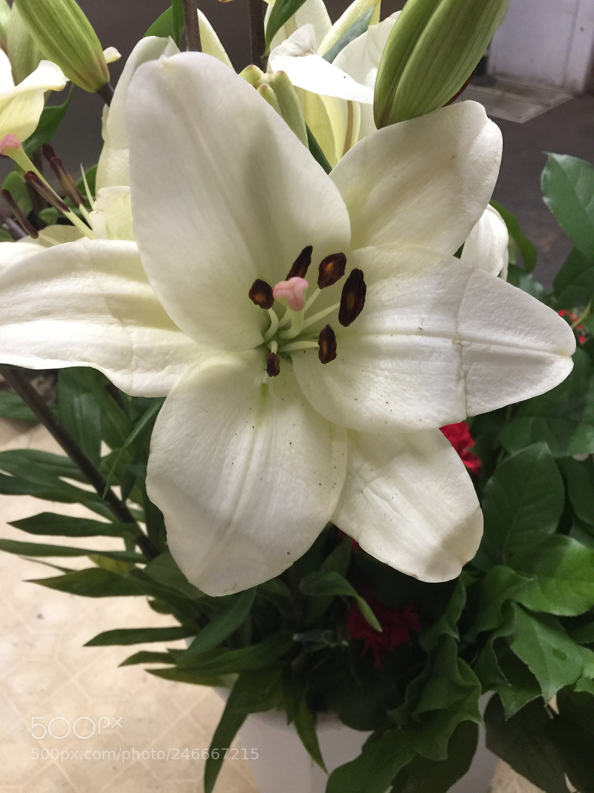 Apple iPhone 6 Plus sample photo. Today’s flower ? photography