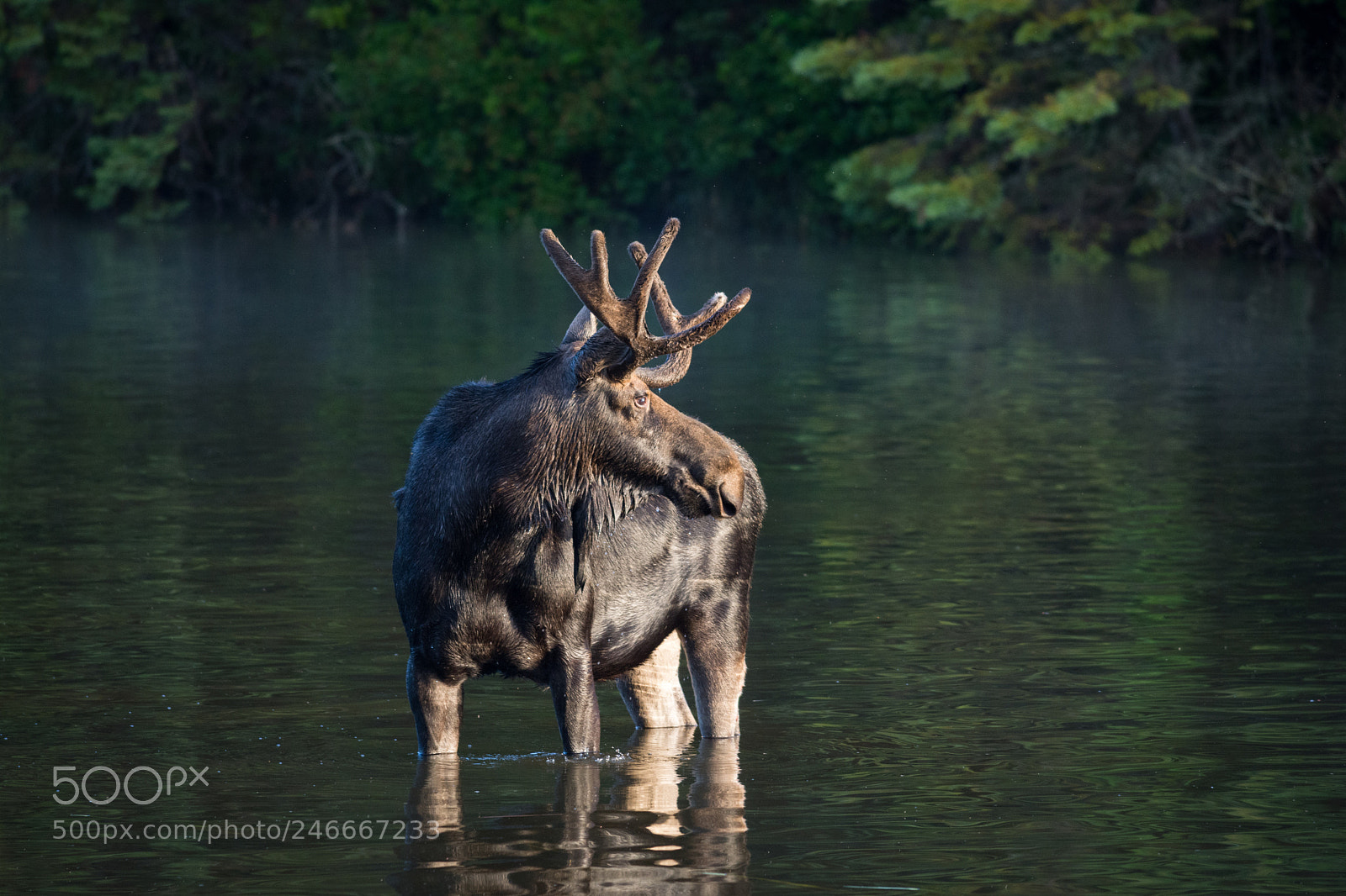 Nikon D7200 sample photo. Moose at sunrise photography