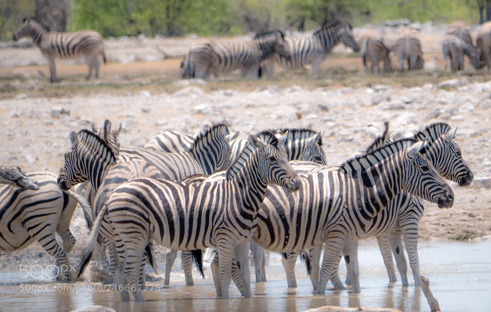 Panasonic DMC-G70 sample photo. Zebras photography
