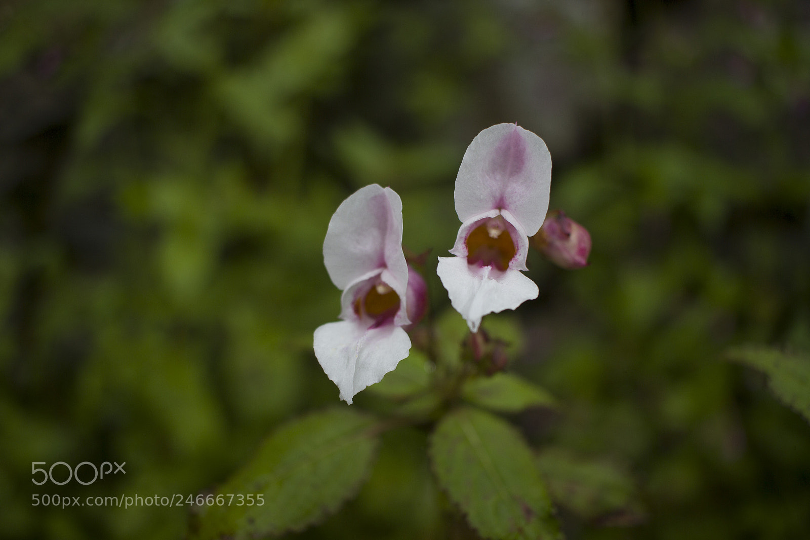 Canon EOS 600D (Rebel EOS T3i / EOS Kiss X5) sample photo. Two flowers photography