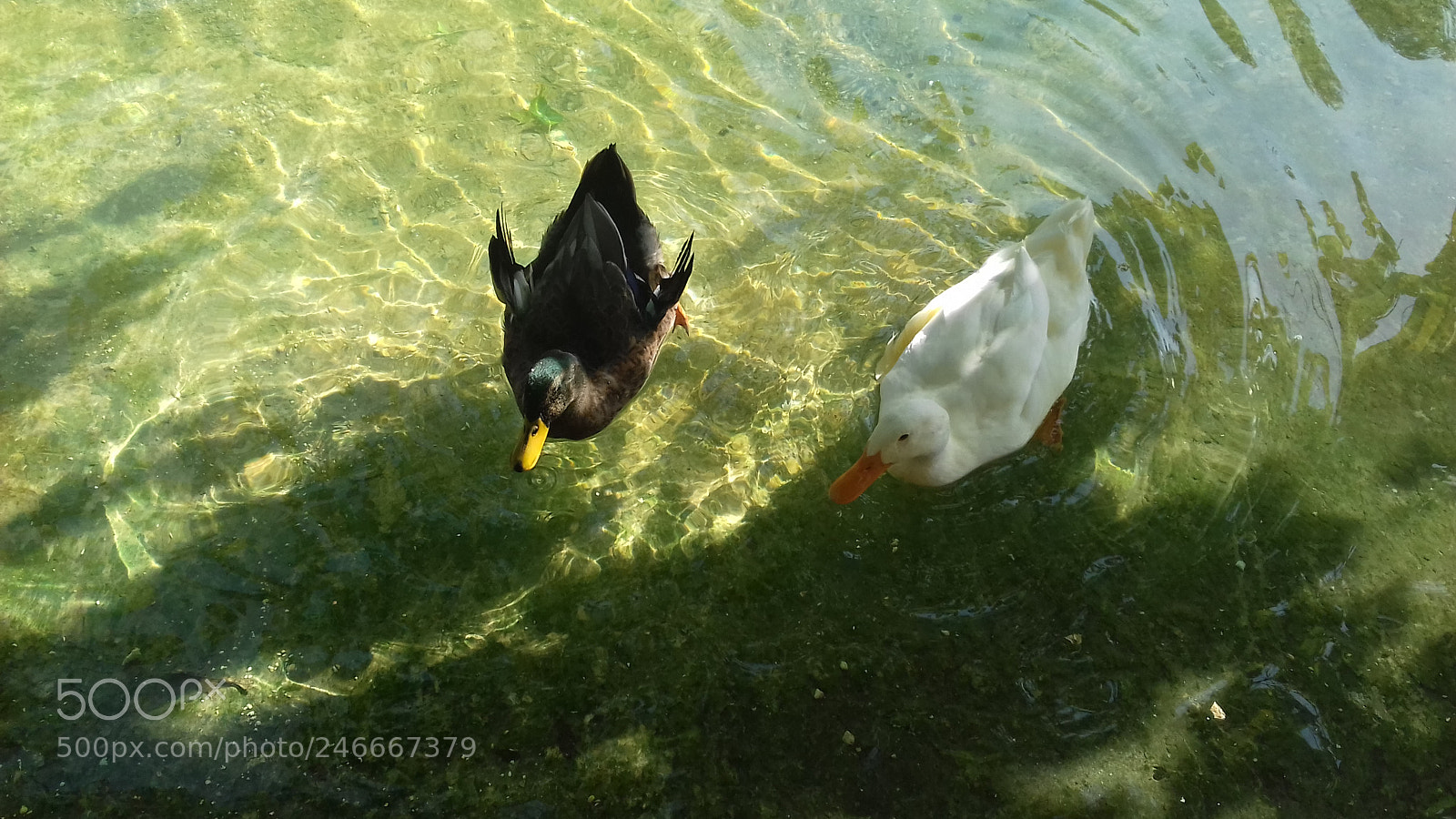 Samsung Galaxy J3(2016) sample photo. Ζάππειον Εθνικός Κήπος - zapion national garden photography