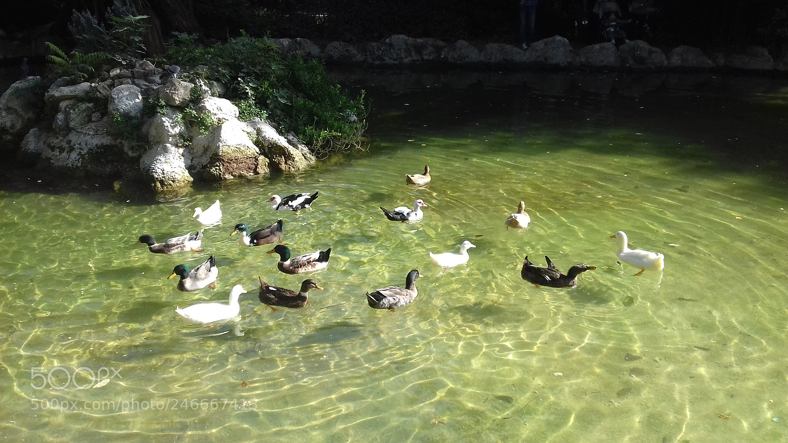 Samsung Galaxy J3(2016) sample photo. Ζάππειον Εθνικός Κήπος - zapion national garden photography
