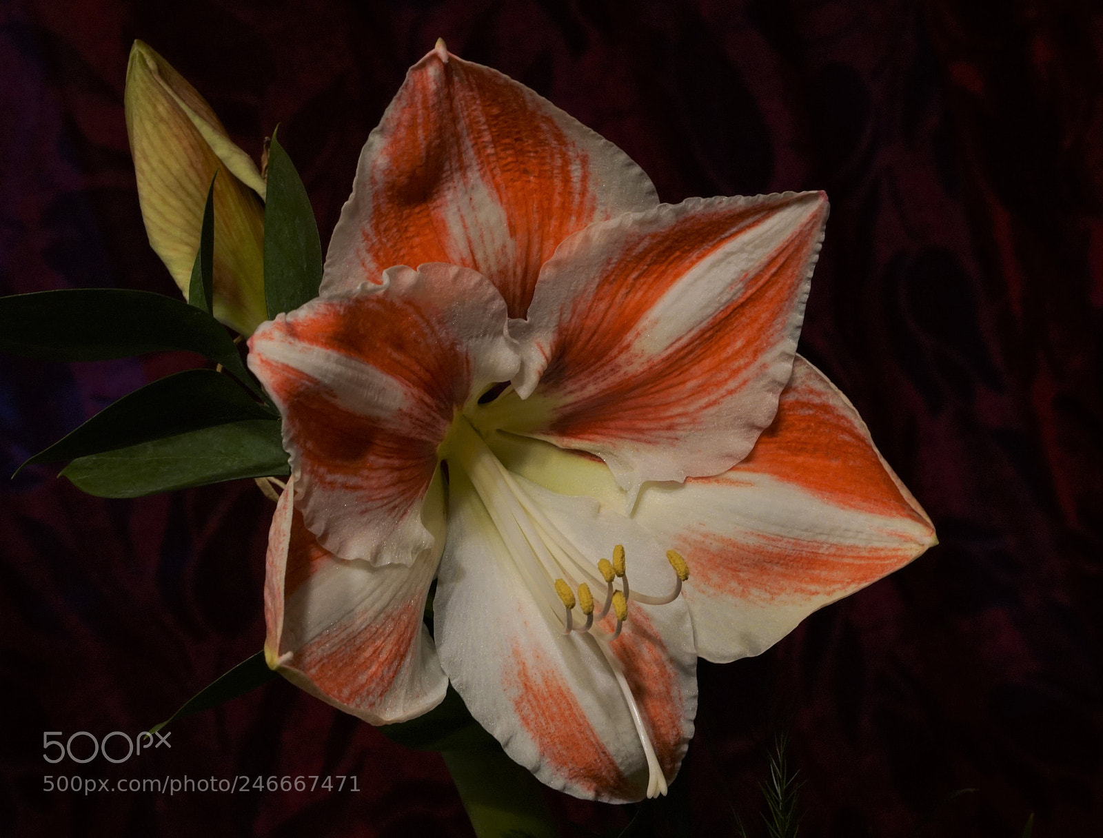 Sony a5100 sample photo. Amarillo photography