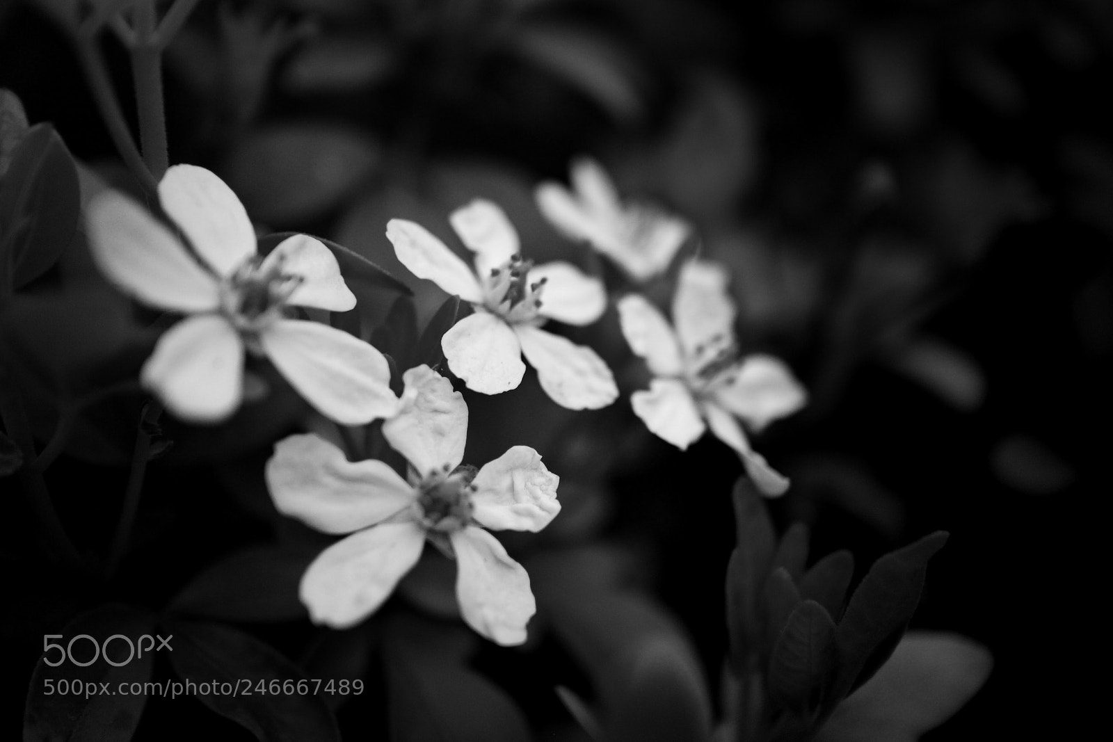 Canon EOS M sample photo. Flowers photography