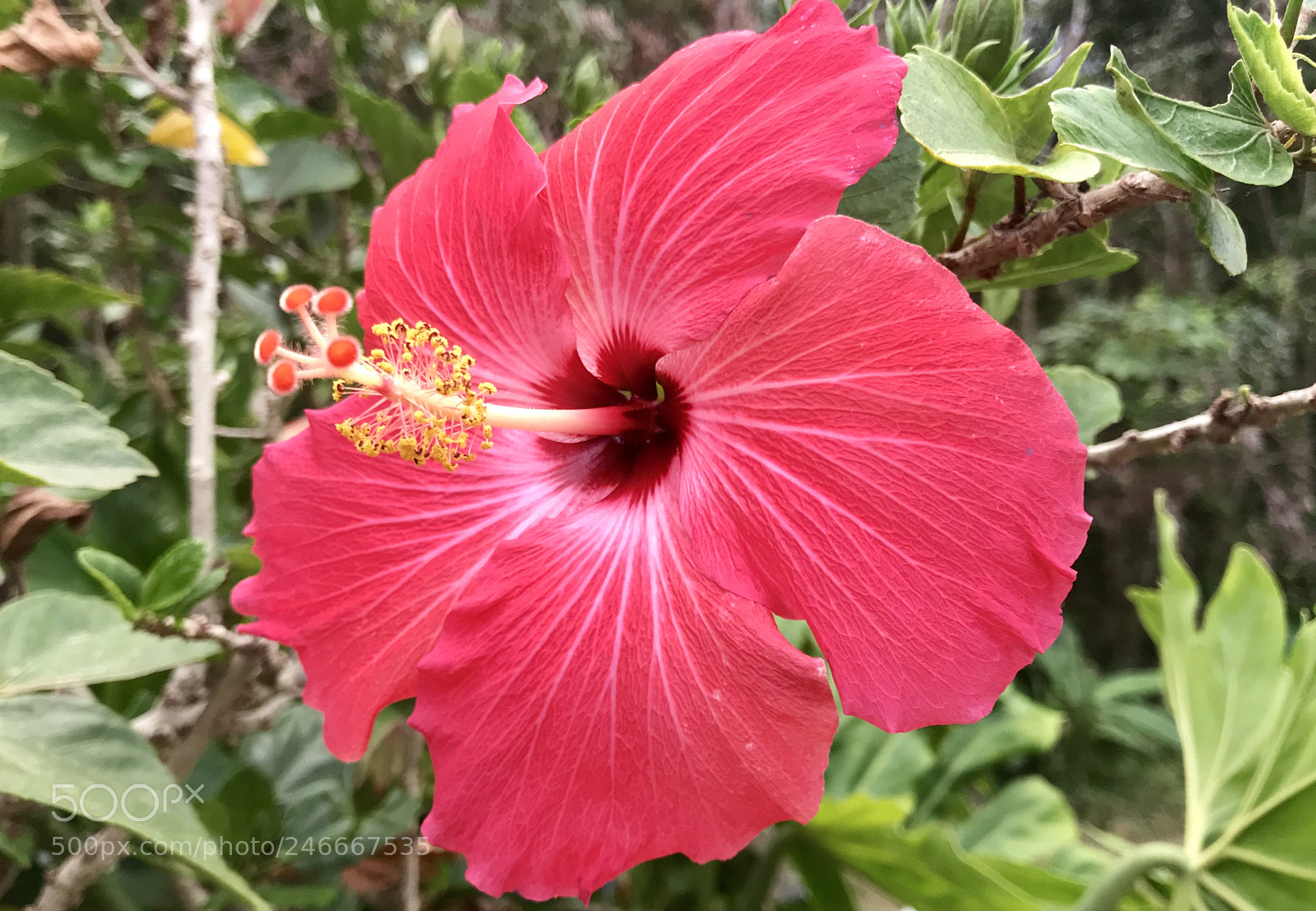 Apple iPhone 7 sample photo. Flora photography