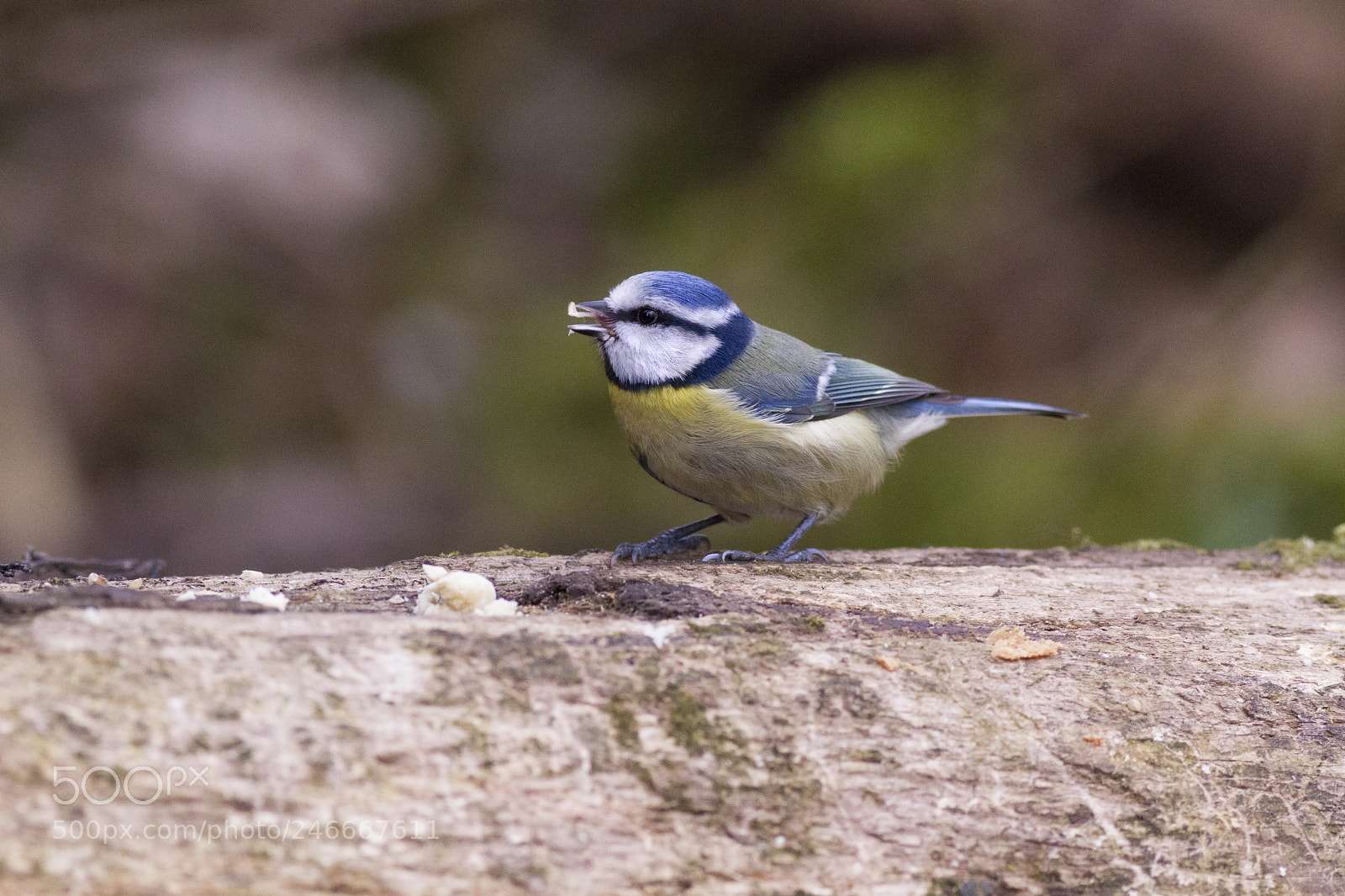 Canon EOS 7D sample photo. Blue tit photography