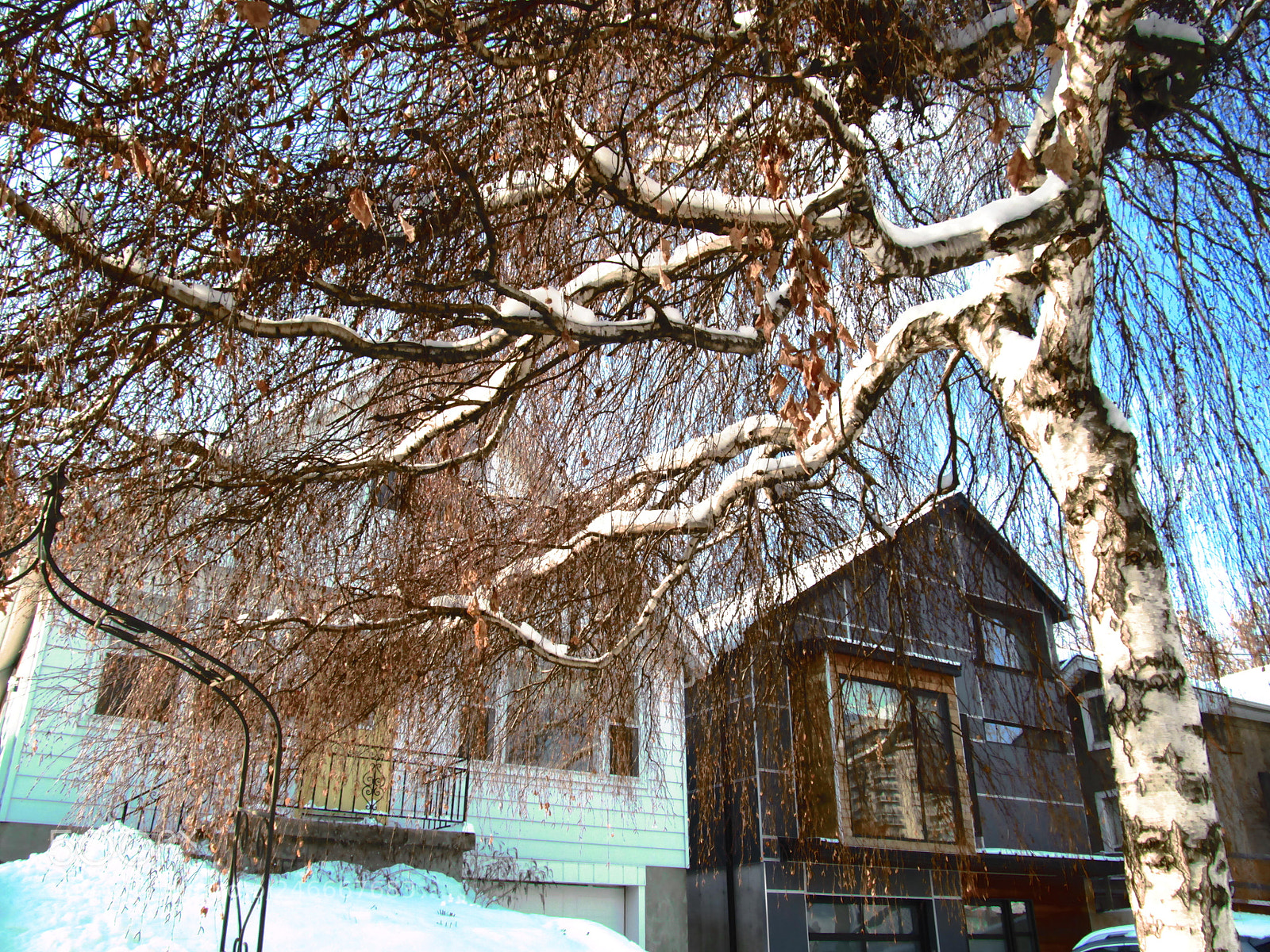 Canon PowerShot SX150 IS sample photo. Tree of life photography