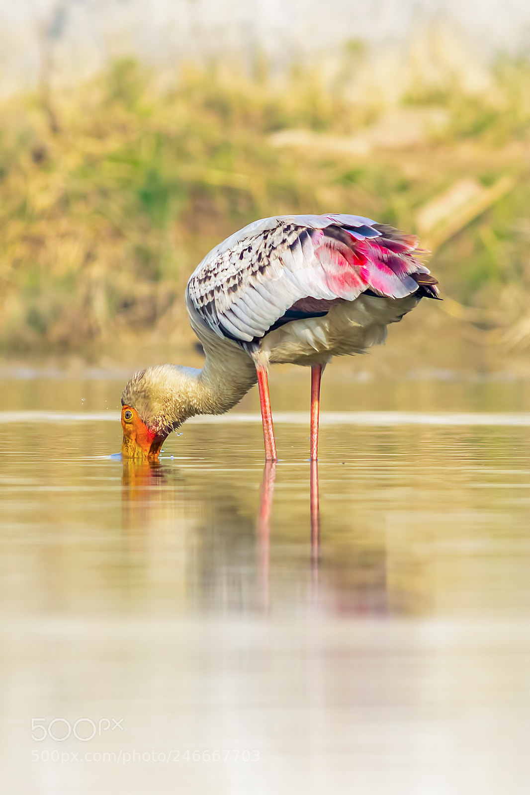 Canon EOS 7D Mark II sample photo. Painted stork photography